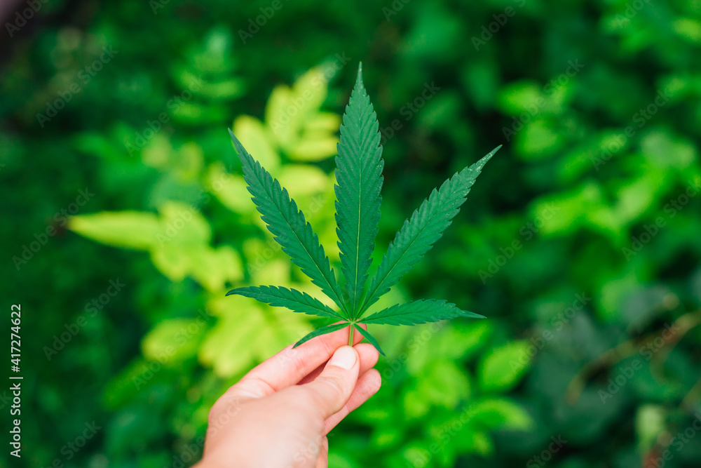 Hand of a woman holding a medical cannabis leaf.