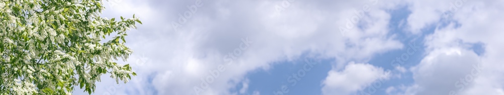 lush blooming bird cherry branches on blue cloudy sky background. blossoming tree prunus padus lush blooming bird cherry branches on blue cloudy sky background. blossoming tree prunus padus