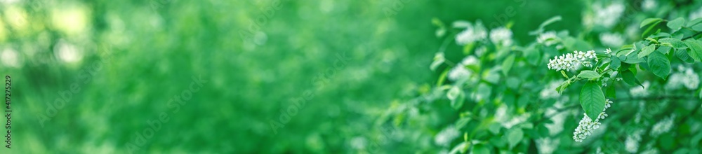 branch of blooming bird cherry (prunus padus) on a green blurred background branch of blooming bird cherry (prunus padus) on a green blurred background