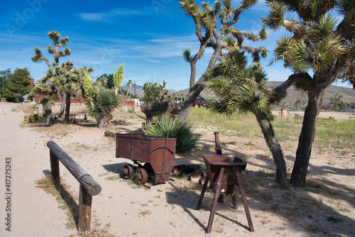 Joshua Trees 