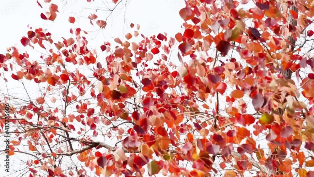 Autumn ebony trees, red leaves, beautiful autumn scenery. Autumn ebony trees, red leaves, beautiful autumn scenery.
