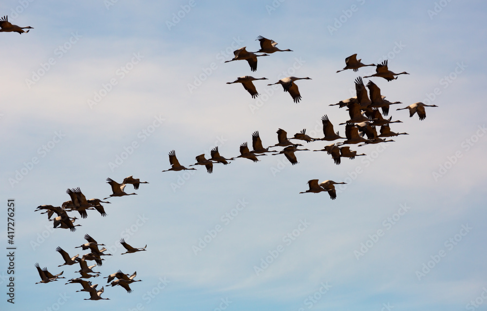 Fototapeta premium Flight of migrating cranes in cloud sky. High quality photo