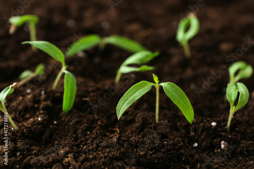 Fresh green seedlings sprou...