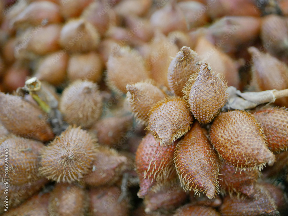 Fototapeta premium Selective focus of Salak, Salacca zalacca, fruit - a species of palm tree