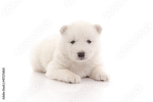 Cute siberian husky puppy sitting on white background isolated © lalalululala