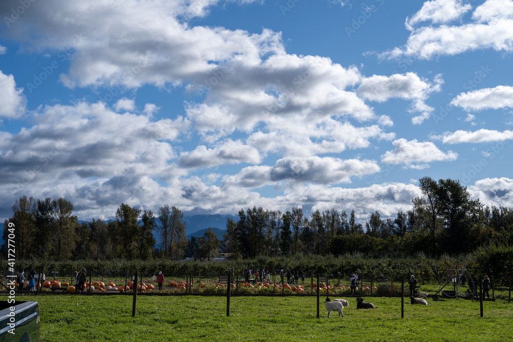 Autumn Pumpkin Patch Family Farm in North America Autumn Pumpkin Patch Family Farm in North America