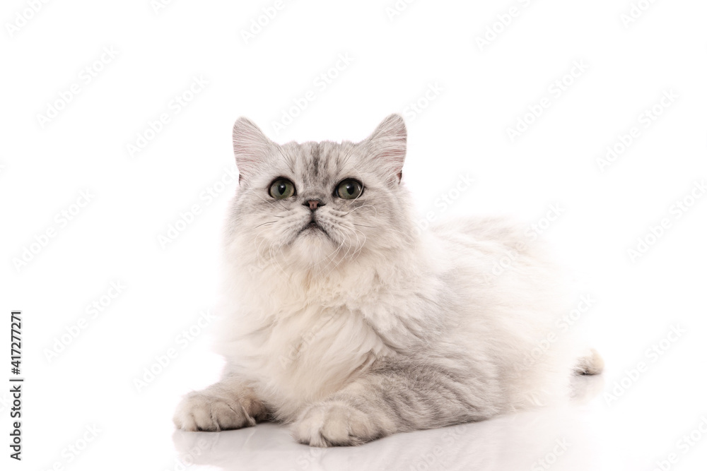 Persian cat on white background,isolated Persian cat on white background,isolated