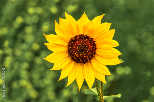 sunny sunflower