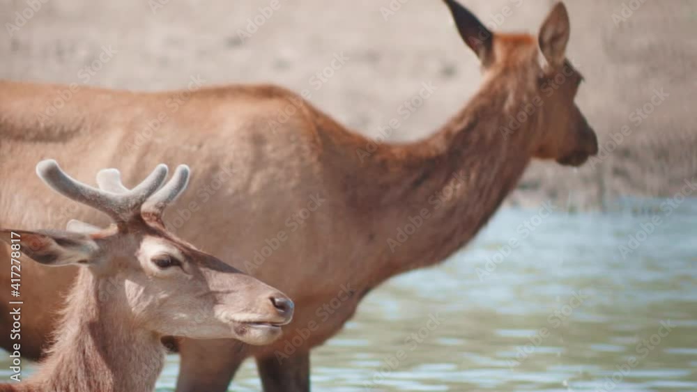 Young male red deer with short horns in the river, well matured female red deer drinking water in the river with its baby-young male red deer with the four short horns Young male red deer with short horns in the river, well matured female red deer drinking water in the river with its baby-young male red deer with the four short horns