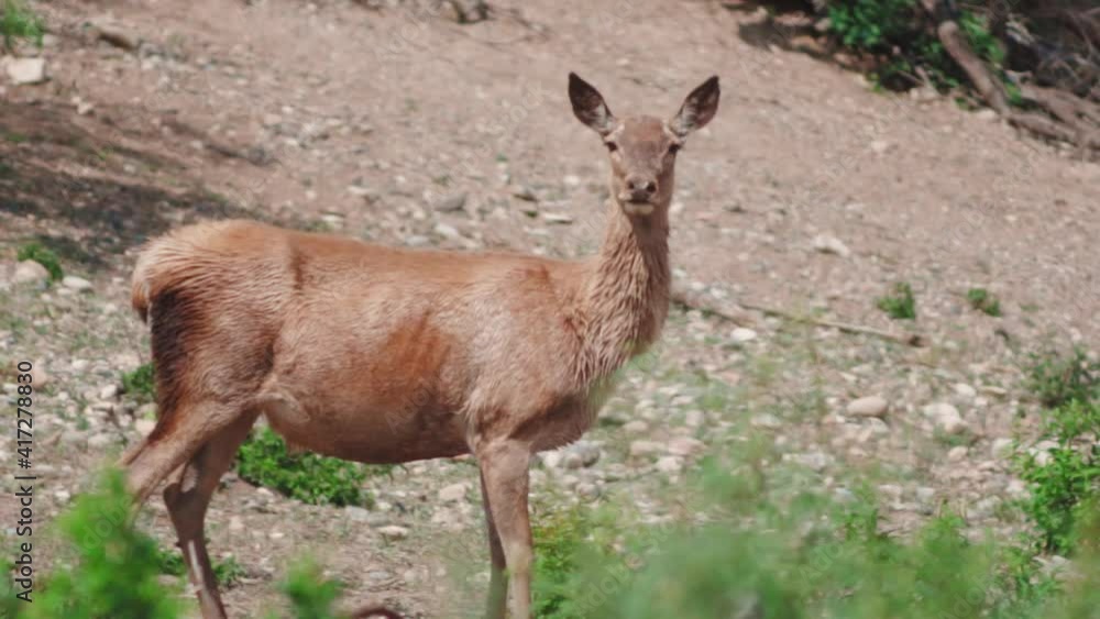 Short tailed female red deer outside the open compound with green shrubs with an attentive ears, Attentive ears of the female red deer. Short tailed female red deer outside the open compound with green shrubs with an attentive ears, Attentive ears of the female red deer.