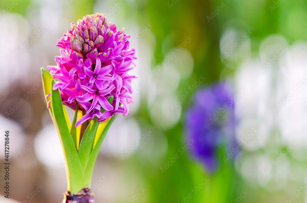 Obraz premium Hyacinth flowers blooming in garden