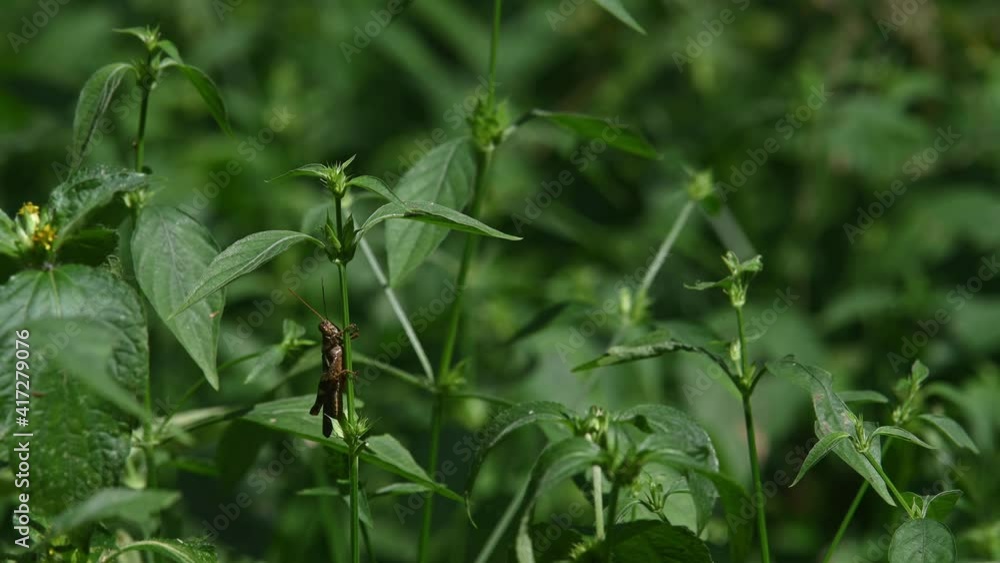 Grasshopper under leaves while legs wrapped around the stem of the plant, Kaeng Krachan National Park, Thailand; seen from a distance under leaves of a plant, gentle wind blowing in the afternoon. Grasshopper under leaves while legs wrapped around the stem of the plant, Kaeng Krachan National Park, Thailand; seen from a distance under leaves of a plant, gentle wind blowing in the afternoon.