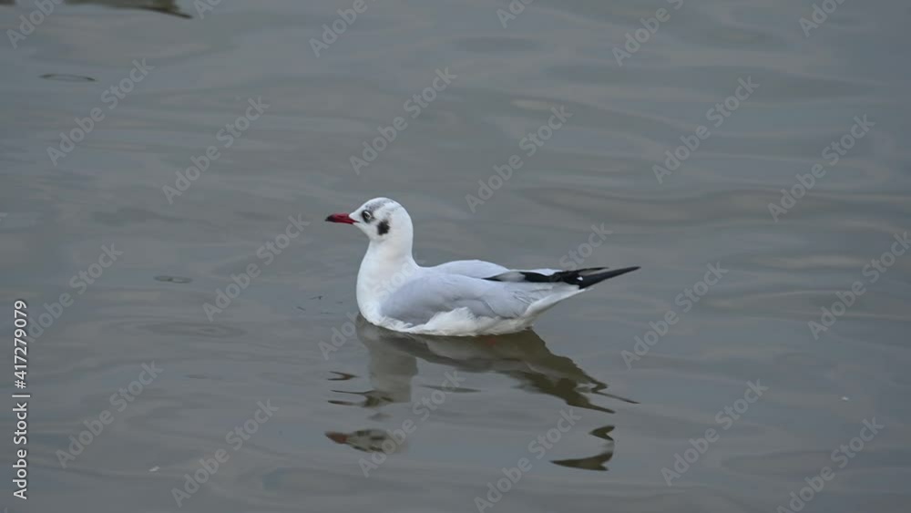 Seagull, Laridae, floating on Water during the afternoon, Bueng Boraphet, Samut Prakan, Thailand; facing to the left while floating and looking around, other Seagulls joined shortly. Seagull, Laridae, floating on Water during the afternoon, Bueng Boraphet, Samut Prakan, Thailand; facing to the left while floating and looking around, other Seagulls joined shortly.