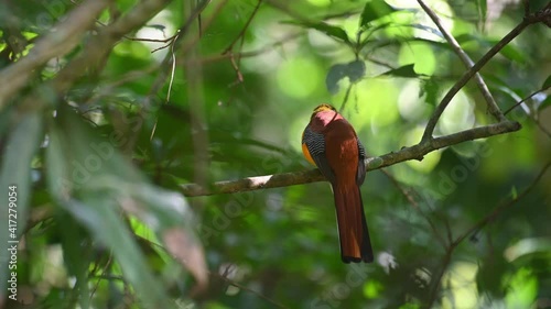 Orange-breasted Trogon, Harpactes oreskios, Kaeng Krachan National Park, Thailand; seen from its back perched on a branch, windy day in the jungle, slowly looks to the right, shadow falls on its eye. photo