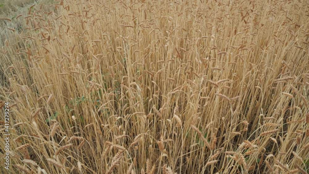 Ears in wheat fields ready for harvest swaing in the wind in summer in Italy pan close up Ears in wheat fields ready for harvest swaing in the wind in summer in Italy pan close up