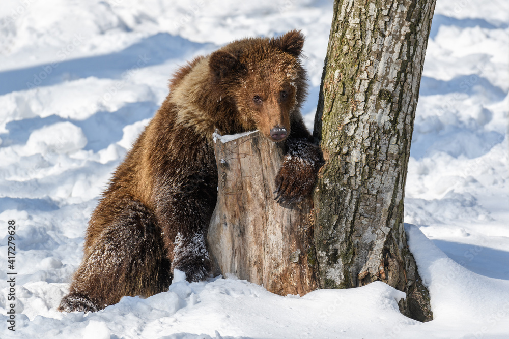Obraz premium Wild adult Brown Bear (Ursus Arctos) in the winter forest. Dangerous animal in natural habitat