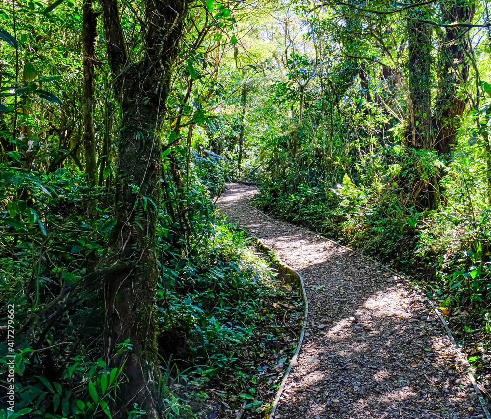 path in the cloudforest