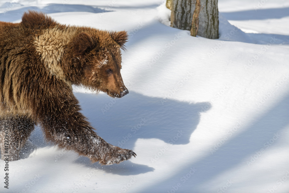 Wild adult Brown Bear (Ursus Arctos) in the winter forest. Dangerous animal in natural habitat Wild adult Brown Bear (Ursus Arctos) in the winter forest. Dangerous animal in natural habitat