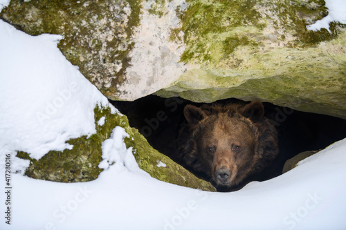 Brown bear looks out of its den in the woods under a large rock in winter photo