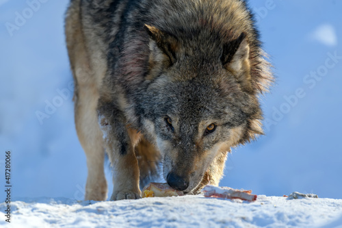 Gray wolf, Canis lupus, eat meat in the winter forest. © byrdyak