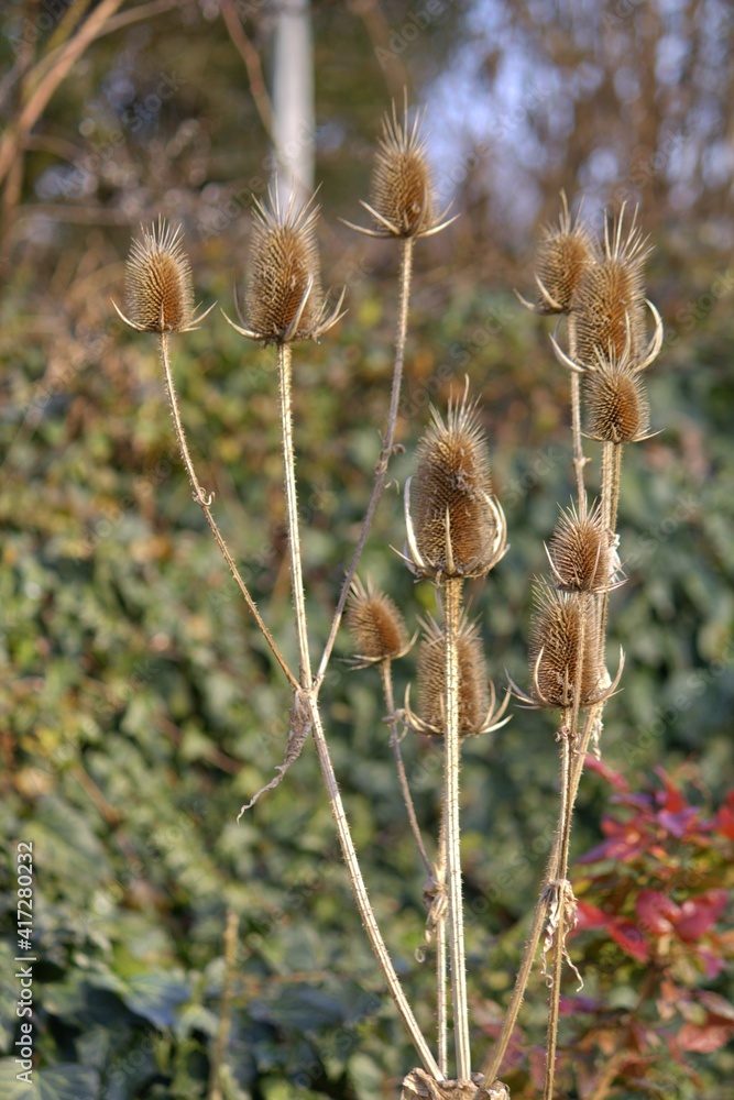 thistle in the biotope in the evening sun thistle in the biotope in the evening sun