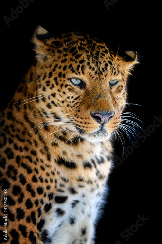 Close up big leopard isolated on black background