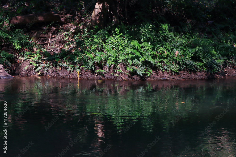 Abundant natural water and green plants grow by the water's edge. Abundant natural water and green plants grow by the water's edge.