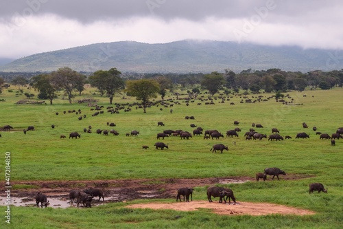 A herd of buffaloes at a watering hole in Tsavo National Park  Kenya