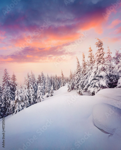 Beautiful winter scenery. Splendid sunrise in the mountains. Fresh snow covered slopes and fir trees in Carpathian mountains, Ukraine, Europe. Beauty of nature concept background. © Andrew Mayovskyy