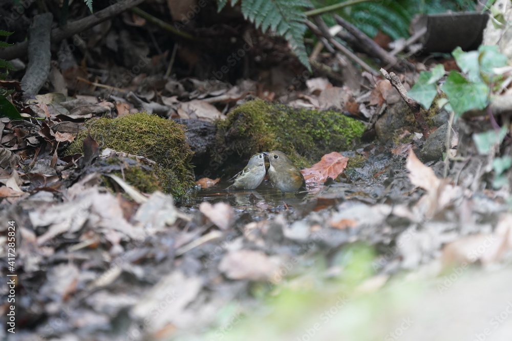 wild bird goldcrest is close behind a red flanked blue tail in the forest wild bird goldcrest is close behind a red flanked blue tail in the forest
