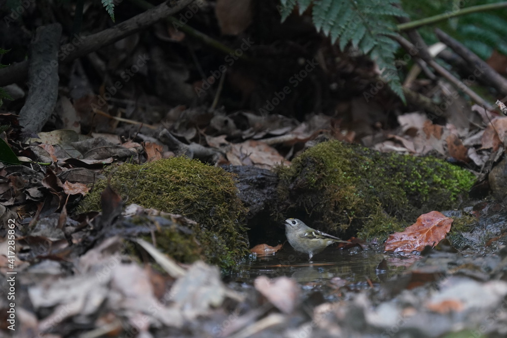 wild bird goldcrest in bathing in the forest wild bird goldcrest in bathing in the forest