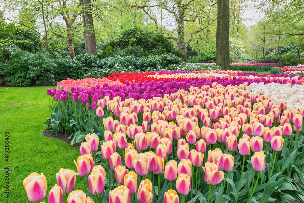 Tulip flower bulb field in garden, spring season in Lisse near Amsterdam Netherlands