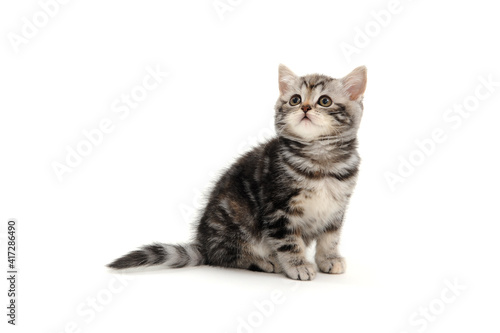 a striped purebred kitten sits on a white background © Евгений Порохин