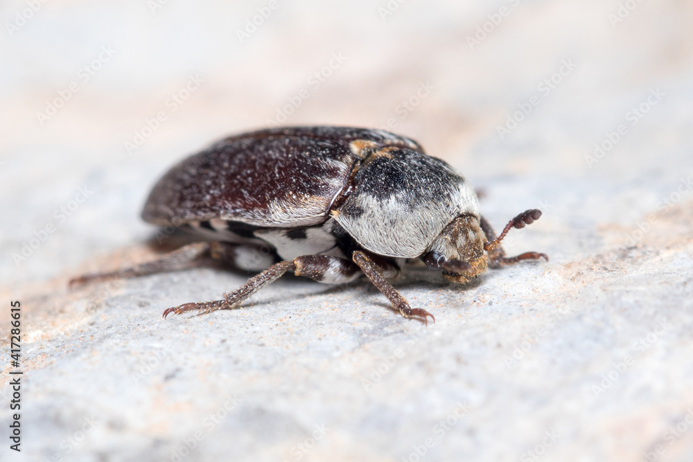 Dermestes frischii beetle posed on a rock on a sunny day. High quality photo