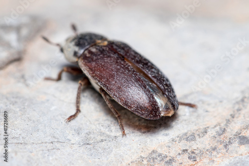 Dermestes frischii beetle posed on a rock on a sunny day. High quality photo