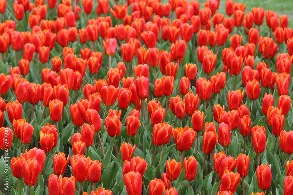 Wonderful Tulip Blossom at Tulip Garden During Summer