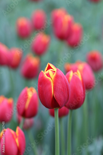 Wonderful Tulip Blossom at Tulip Garden During Summer