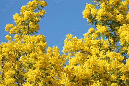 Fototapeta Naklejka Na Ścianę i Meble -  Yellow mimosa tree forest blooming during springtime in the south of France
