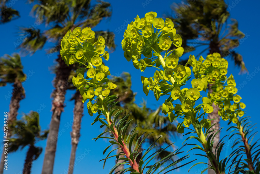 Flowers blooming under palm trees during the spring time in Cannes in the South of France
