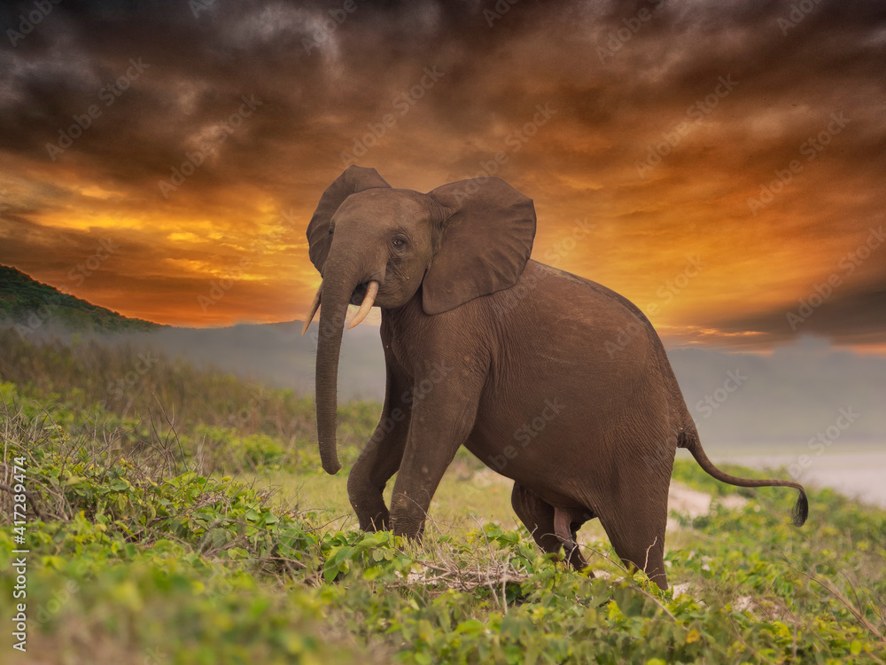 Fototapeta premium African pygmy elephant or forest elephant (Loxodonta cyclotis) as seen in Gabon Loango national park