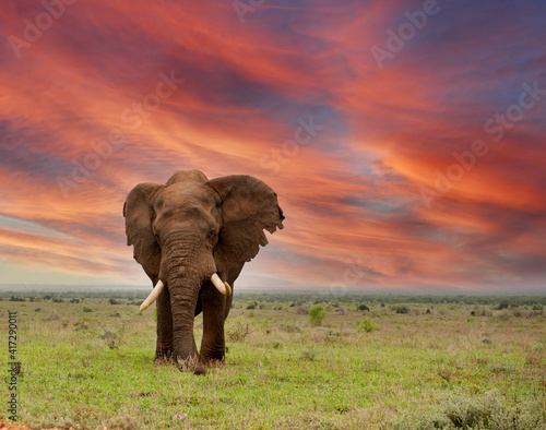 Elephant sunset © Andy
