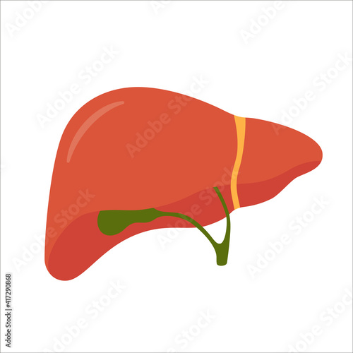 Human liver and gallbladder. Isolated vector illustration in flat style on white background