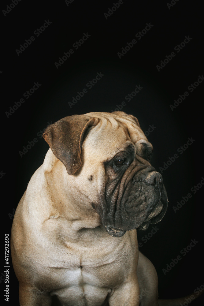 bullmastiff dog portrait isolated in black background