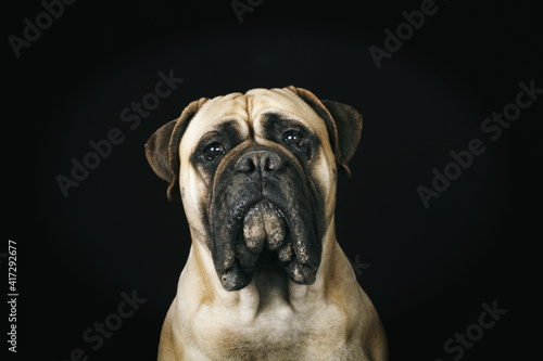 bullmastiff portrait isolated on black background © eds30129