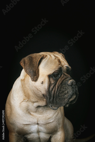 bullmastiff dog portrait isolated in black background © eds30129