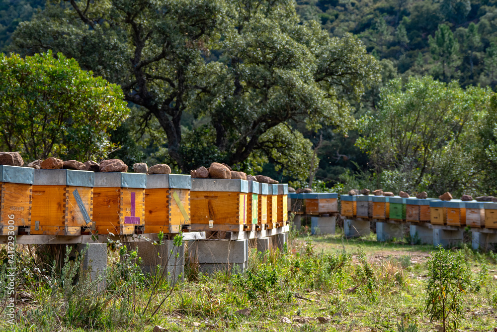 Row of bee hives in the mountains of south France Row of bee hives in the mountains of south France