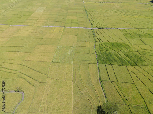 Aerial view of rice field with road in Pronosutan View  Kulon Progo  Yogyakarta