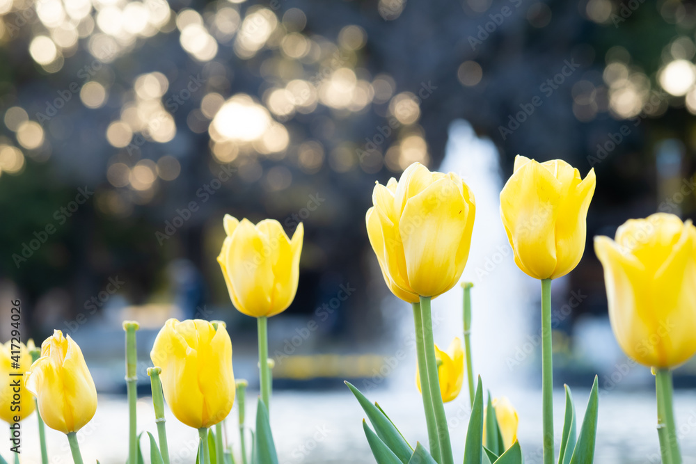 Fototapeta premium 池のほとりに黄色いチューリップの花が咲いて