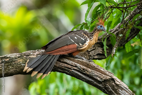 Hoatzin (Opisthocomus hoazin) with crest raised in the Amazon rainforest at Lake Sandoval, Peru, South America. photo