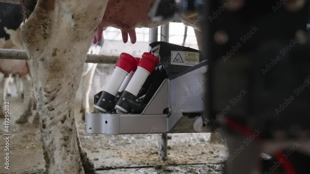 Automatic Milking System Positions The Teat Cup Shells Below The Udders Of Dairy Cattle. close up Automatic Milking System Positions The Teat Cup Shells Below The Udders Of Dairy Cattle. close up